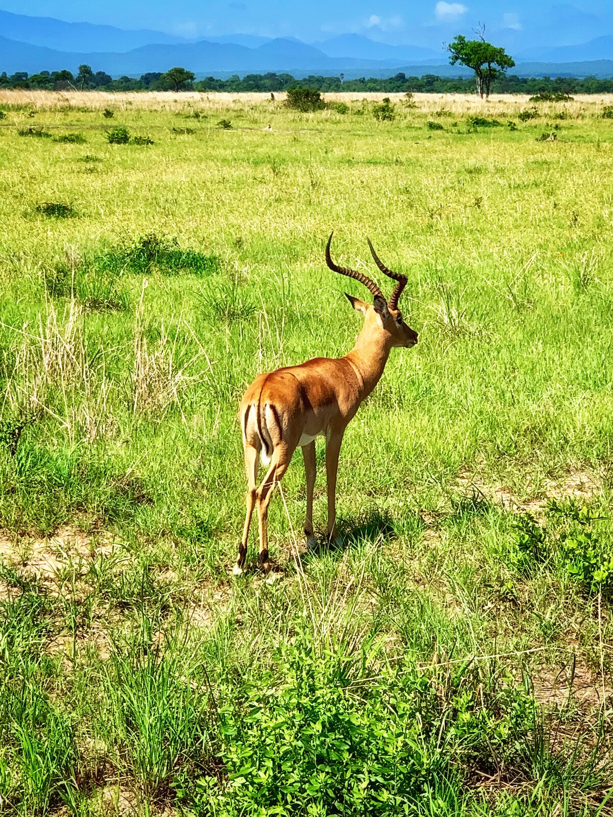 Sunset over the Serengeti