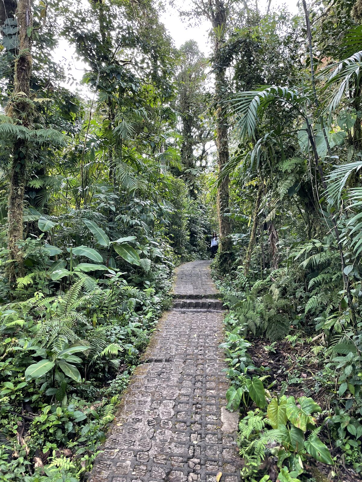 Hanging bridge over the rainforest