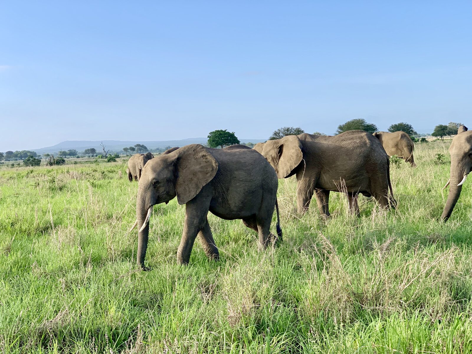 Tented camp under the stars