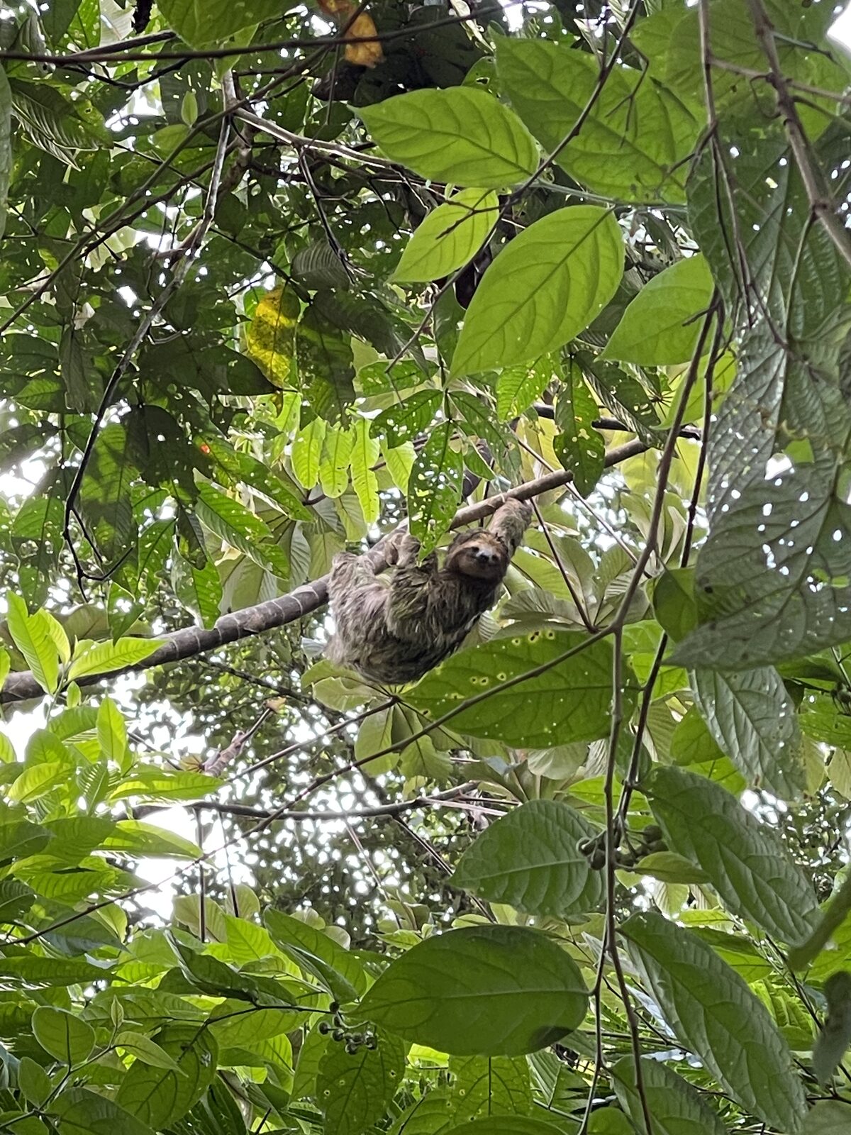 Costa Rica rainforest canopy