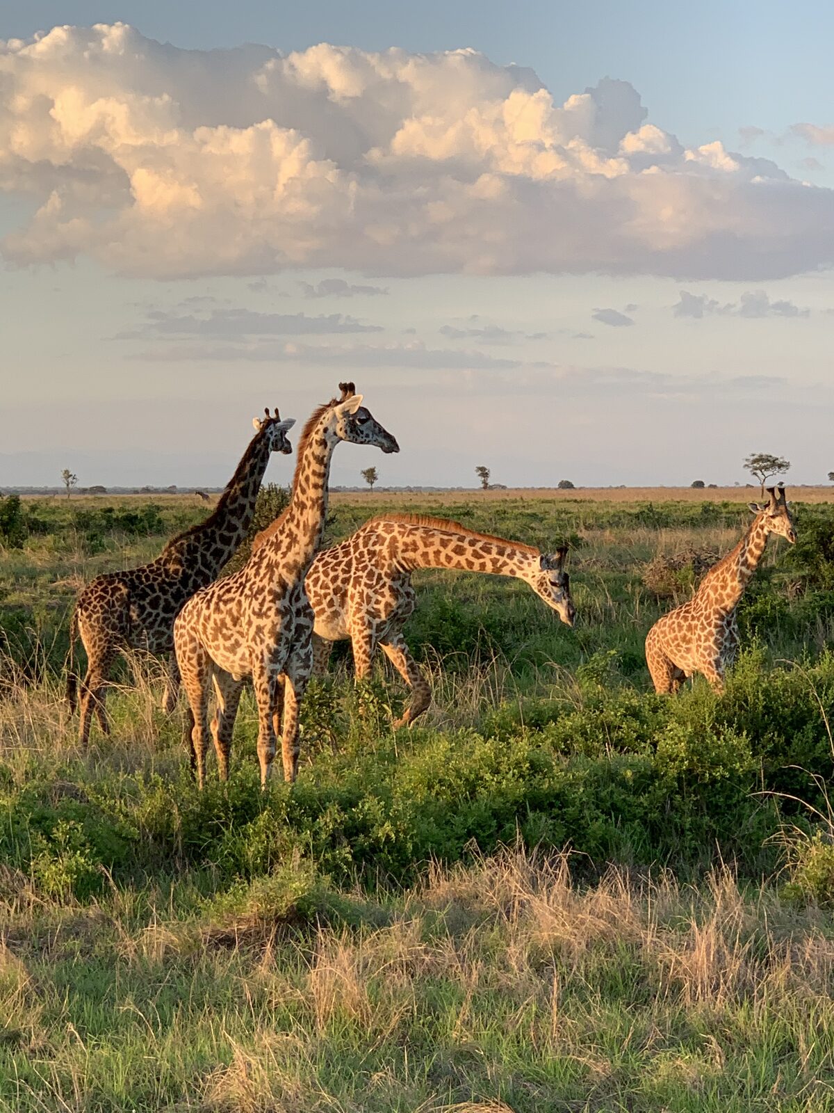 Ngorongoro crater vista