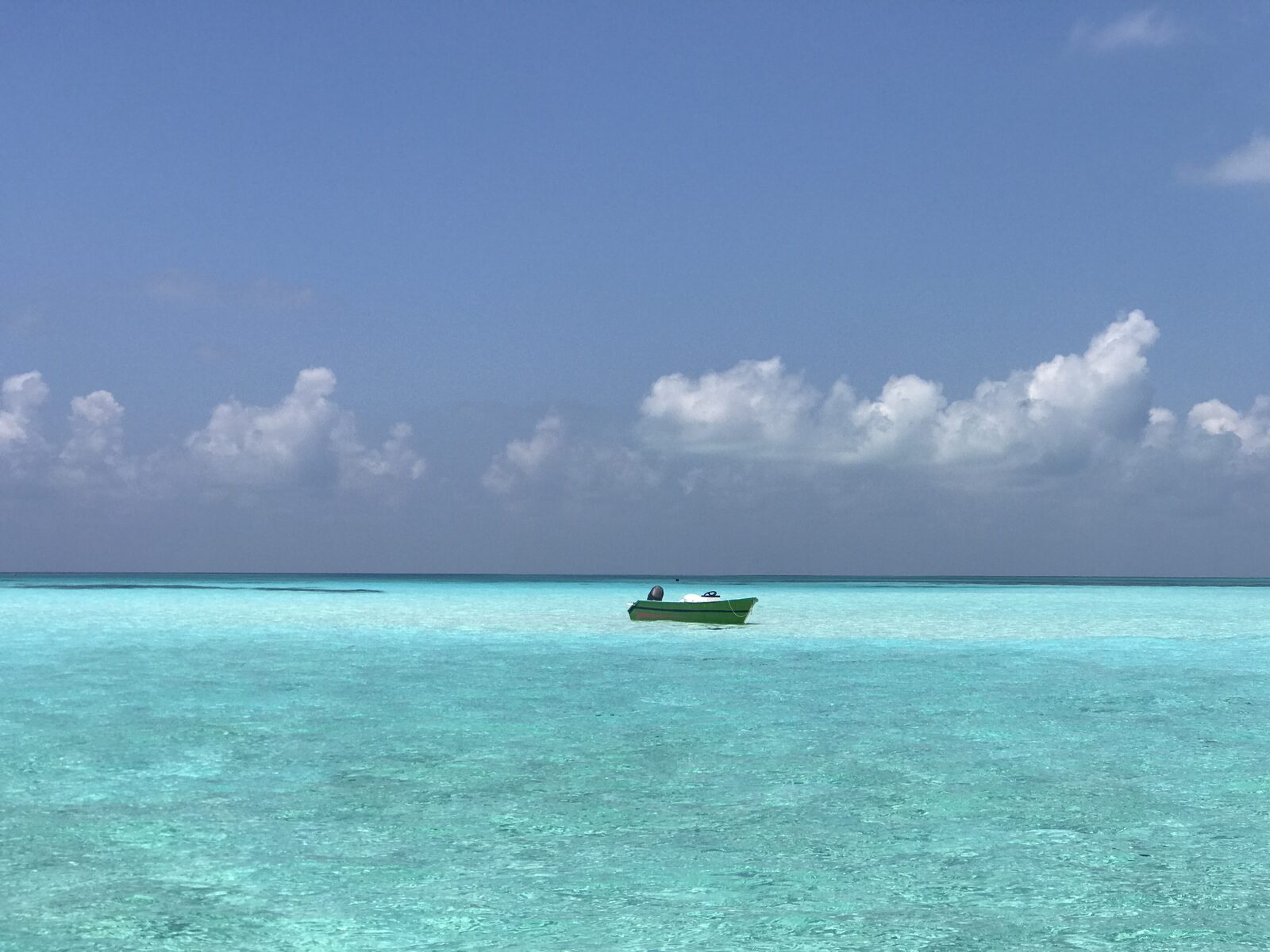 Tropical fish in clear water