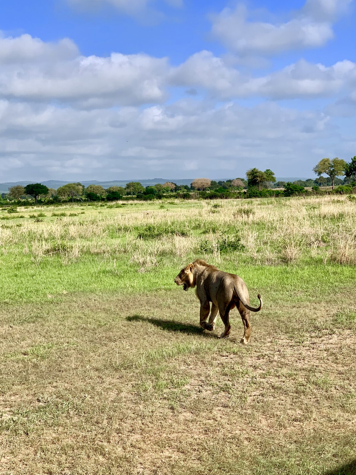 Zebra crossing the savannah