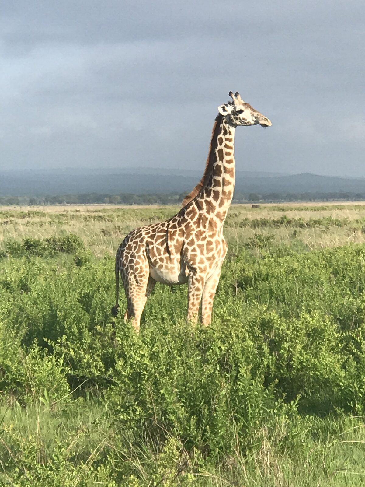 Serengeti horizon at sunrise
