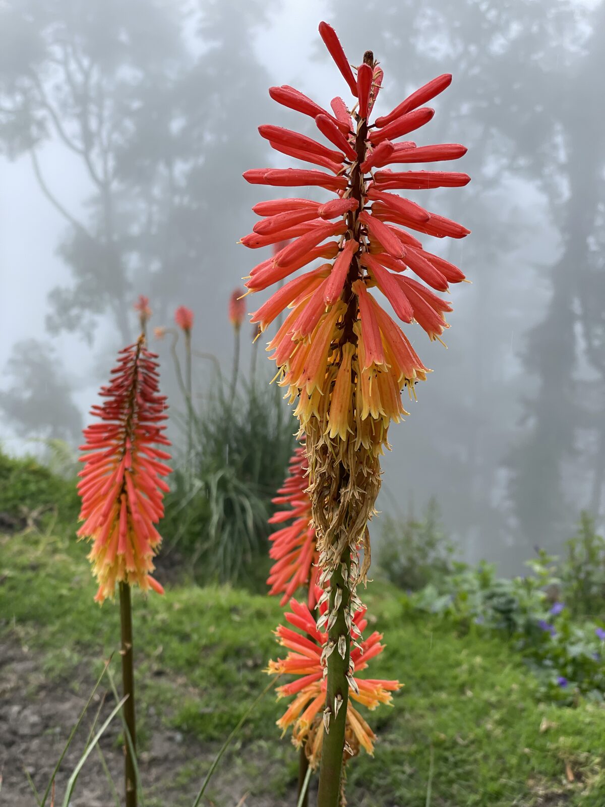 Andean light over the valley