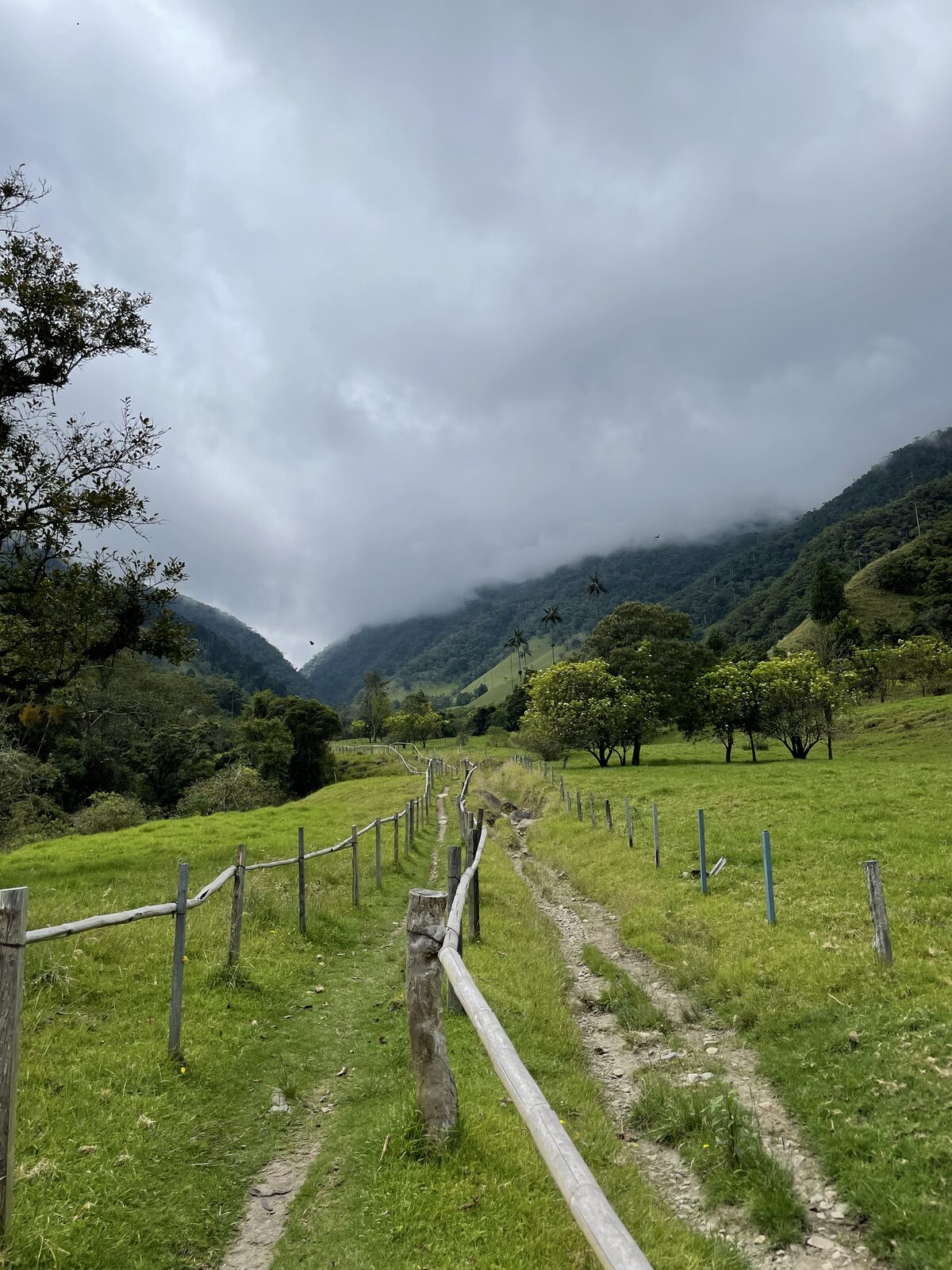 Cocora wax palms