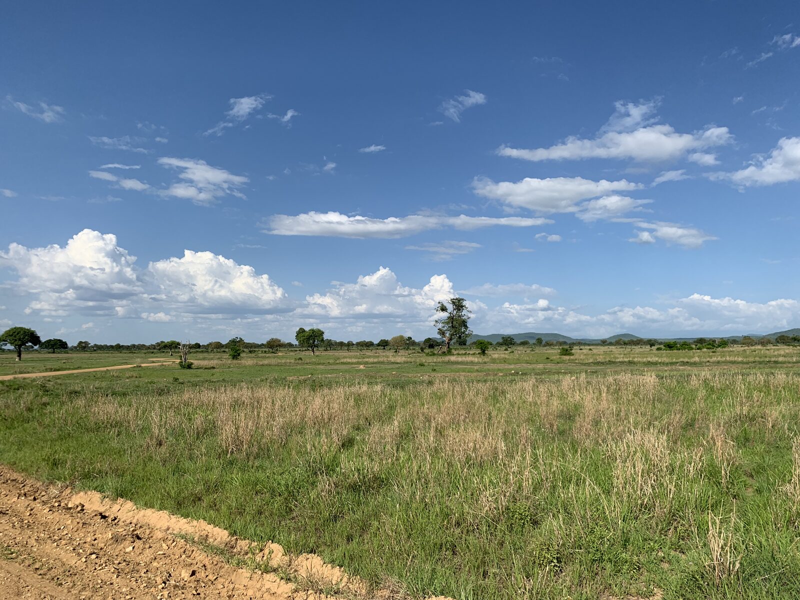 Elephant herd in the bush
