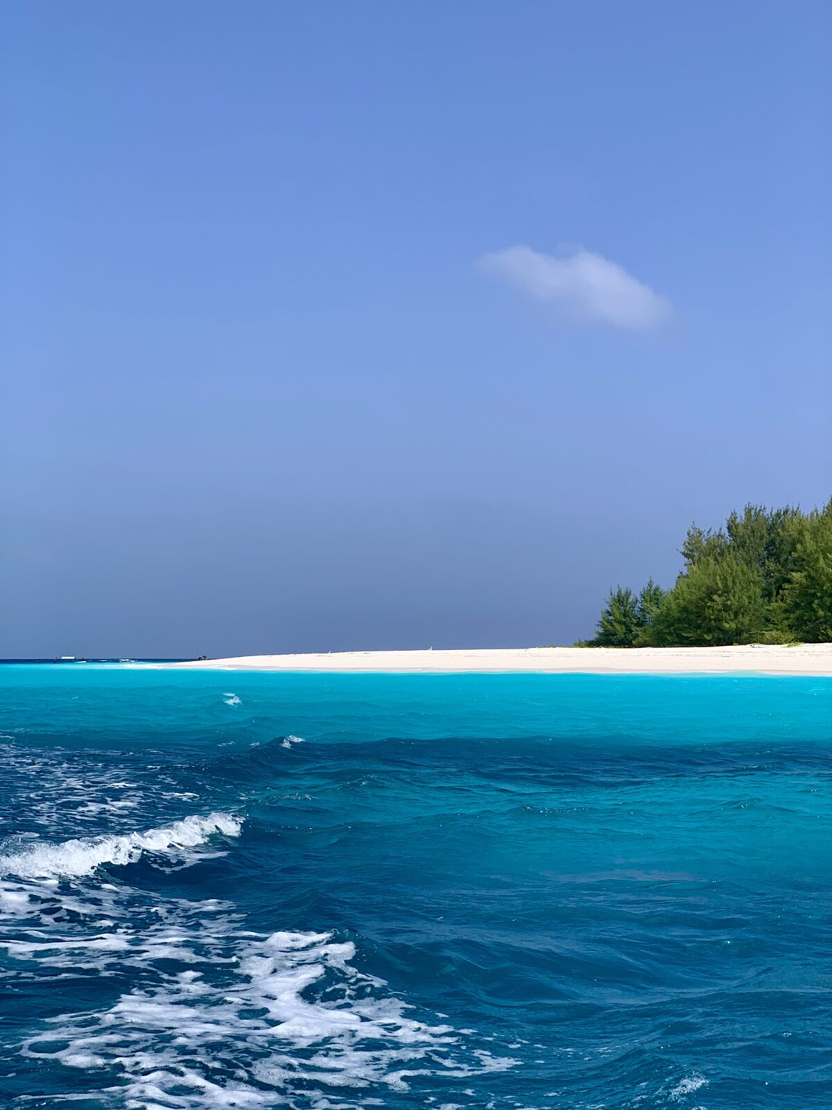 Beach resort palms, Zanzibar