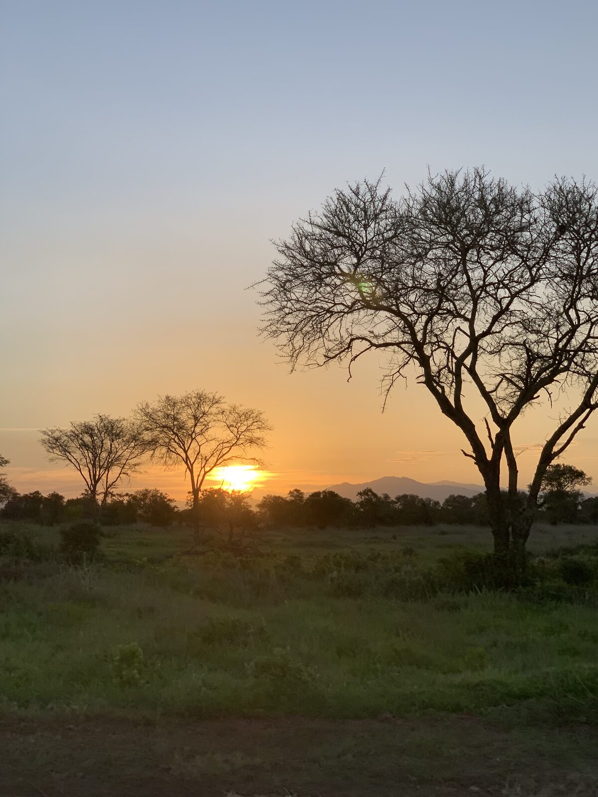 Giraffes against the African sky
